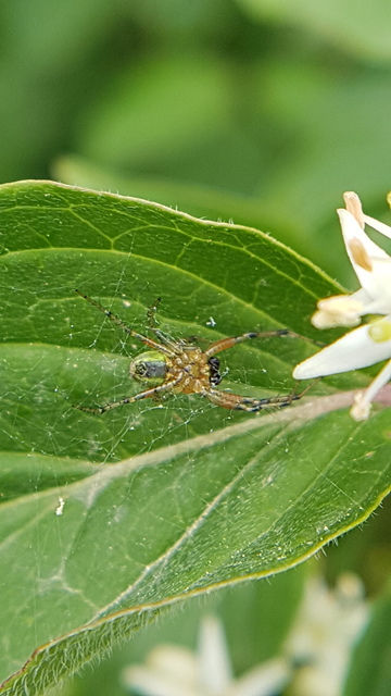 Araniella
