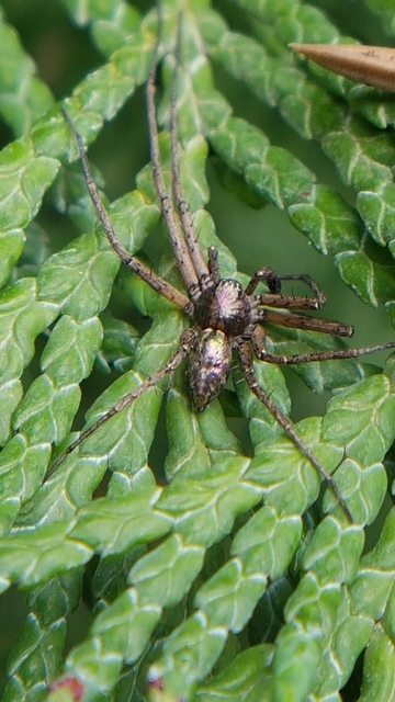 Philodromus aureolus - aranyos fürgekarolópók