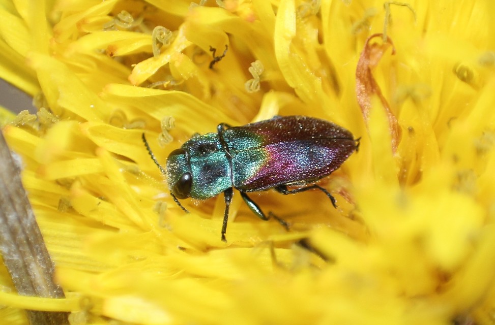 Anthaxia salicis - bíboros virágdíszbogár