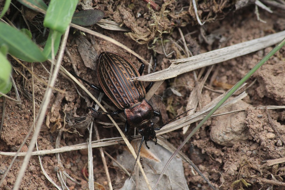 Carabus ulrichii - rezes futrinka Carabus ulrichii - rezes futrinka