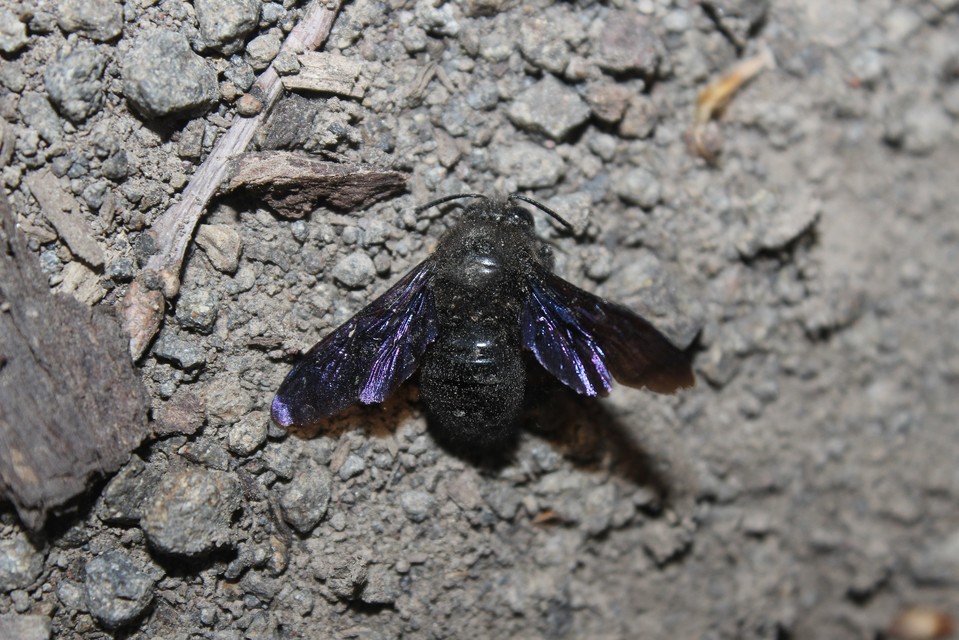 Xylocopa