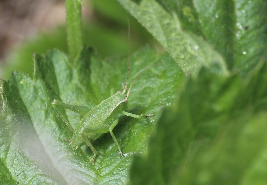 Isophya kraussii - erdei tarsza