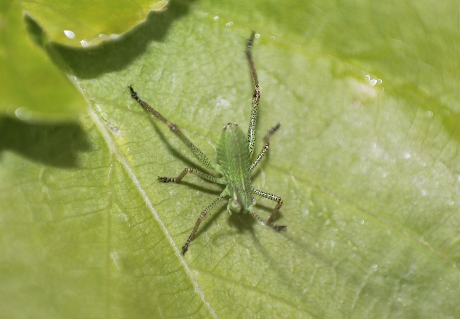 Barbitistes constrictus - északi málnaszöcske