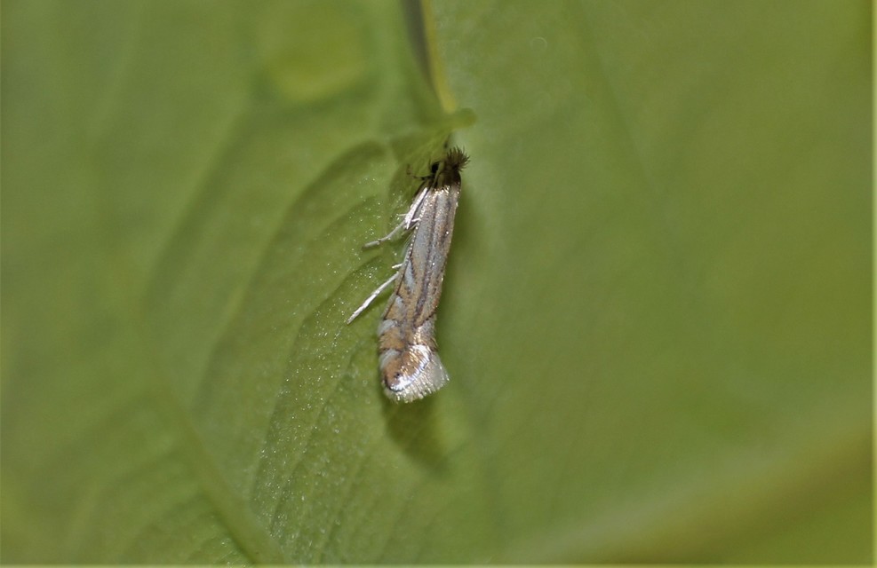 Phyllonorycter