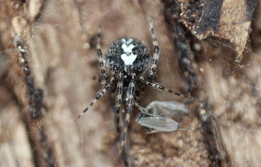 Theridion