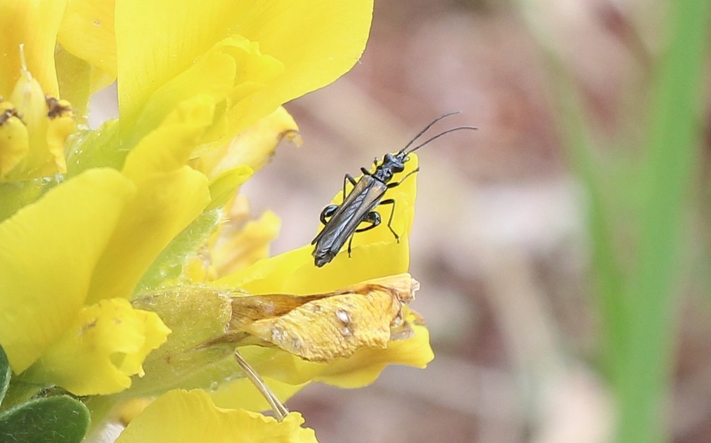 Oedemera pthysica - feketeszegélyű álcincér