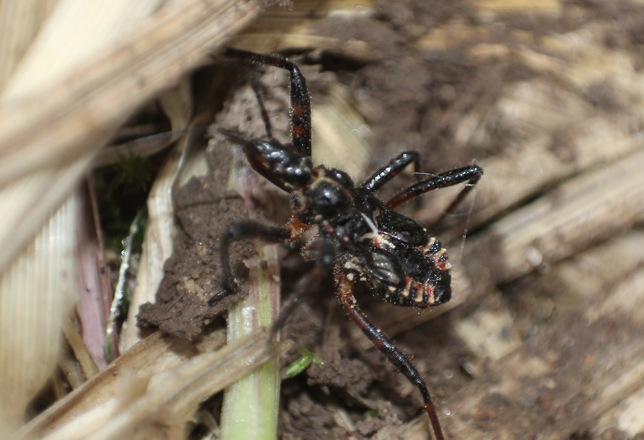 Rhynocoris