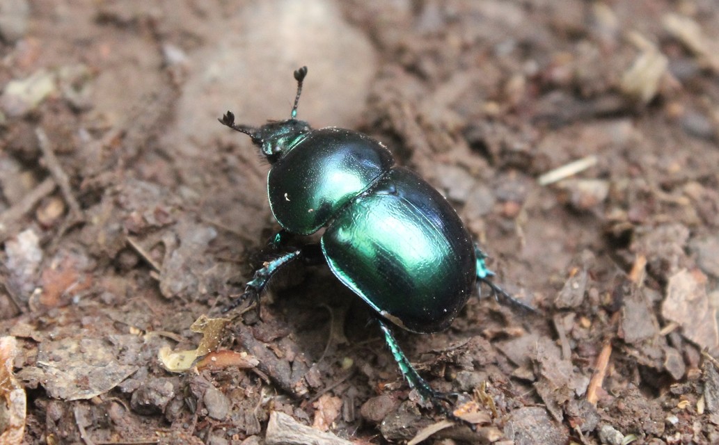 Trypocopris vernalis - tavaszi álganéjtúró