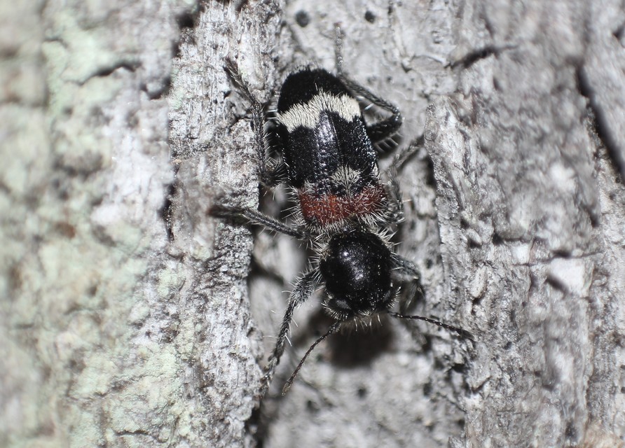 Clerus mutillarius - feketenyakú szúfarkas