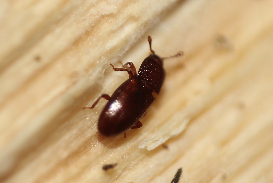 Cerylonidae - kéregbogárfélék Cerylonidae - kéregbogárfélék
