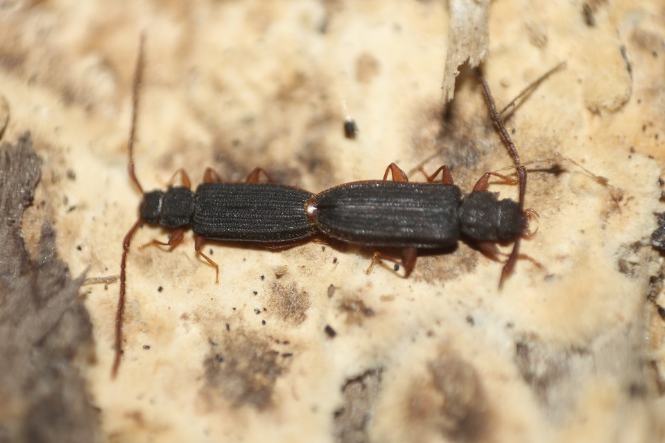 Uleiota planatus - hosszúcsápú fogasnyakú-lapbogár