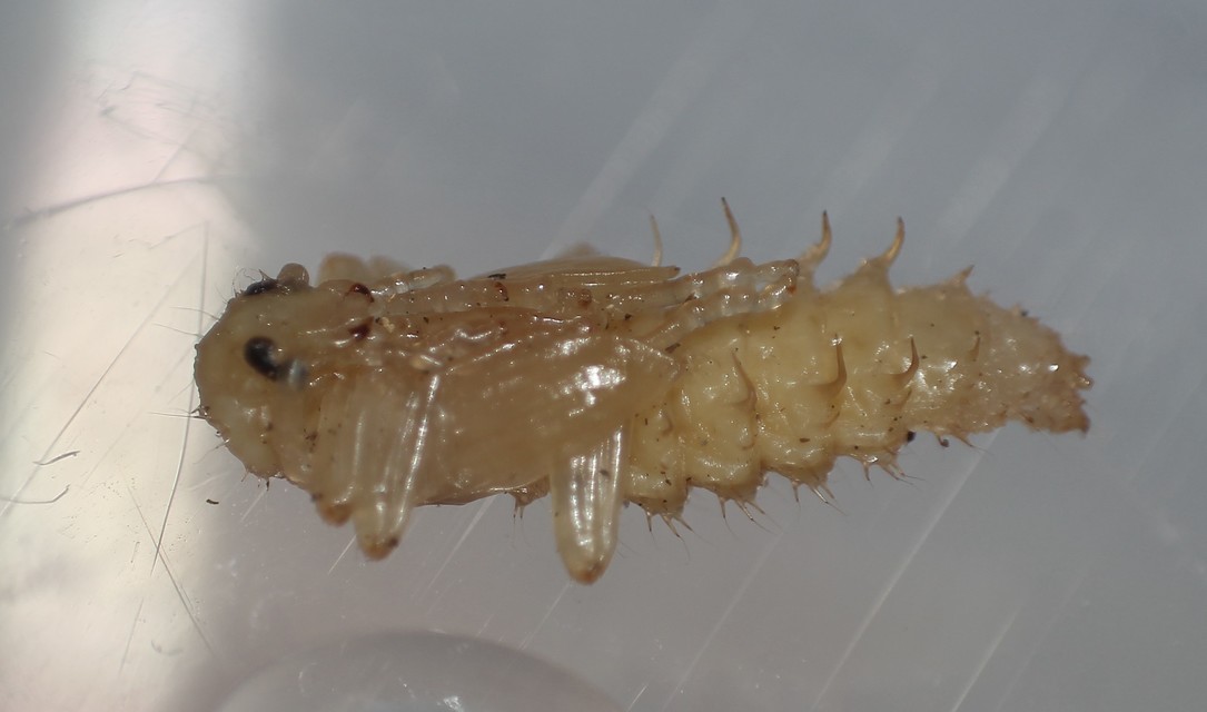 Pyrochroa coccinea - nagy bíborbogár