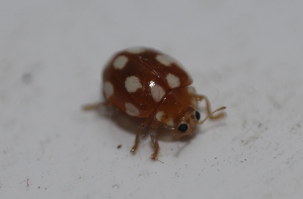 Vibidia duodecimguttata - tizenkétcseppes füsskata