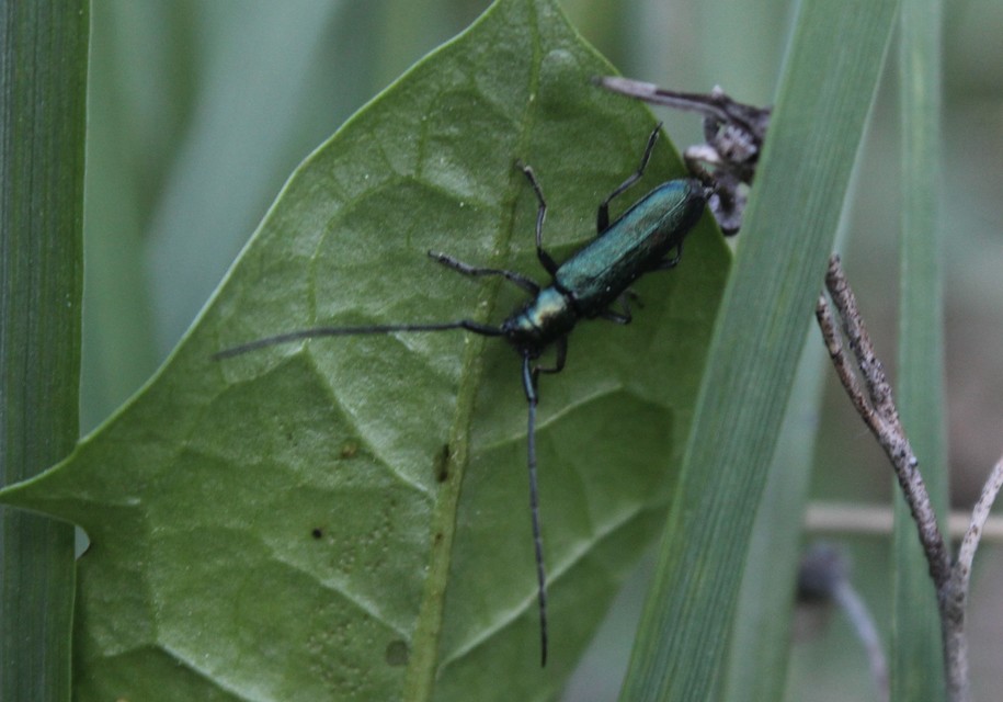 Agapanthia violacea - kék somkórócincér