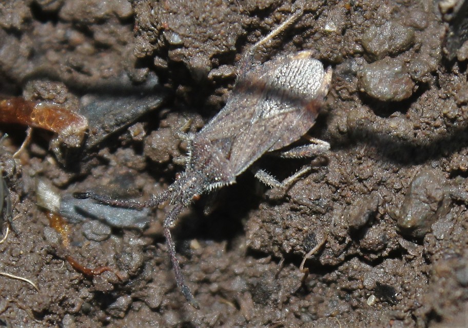 Coriomeris
