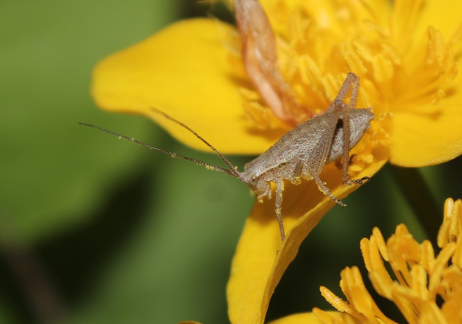 Isophya kraussii - erdei tarsza