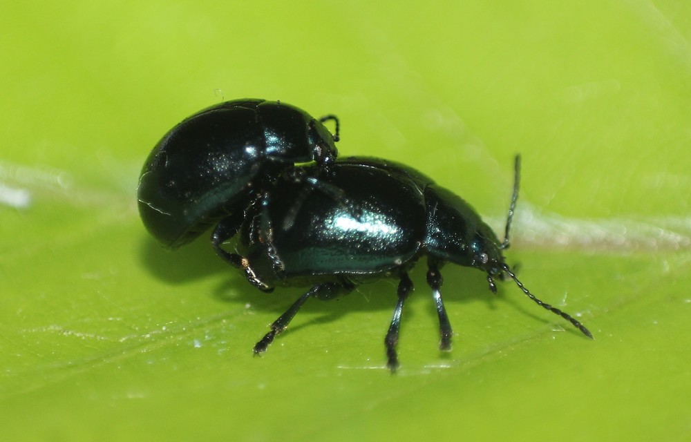 Chrysolina varians - kis orbáncfűlevelész
