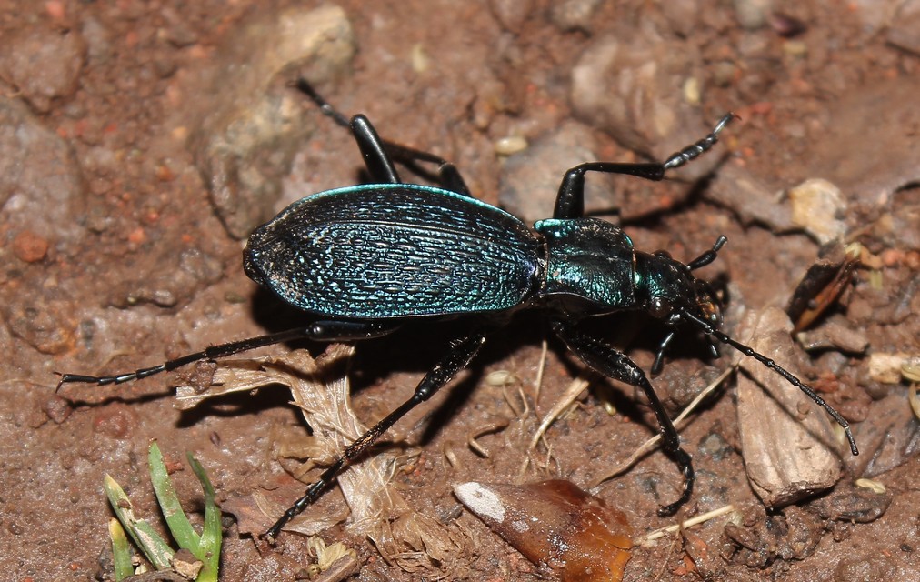 Carabus intricatus - kék laposfutrinka