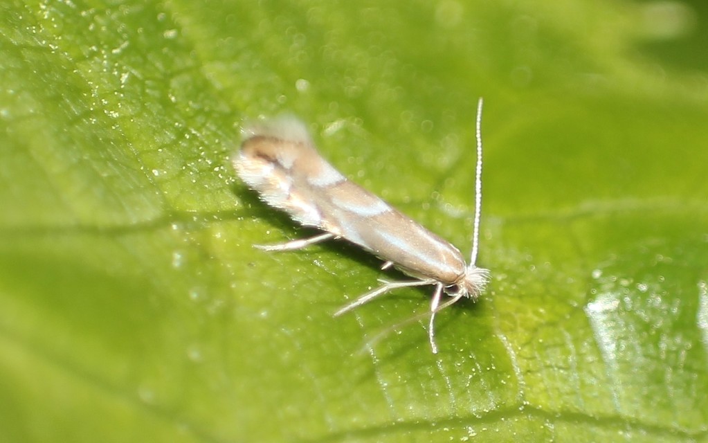 Phyllonorycter