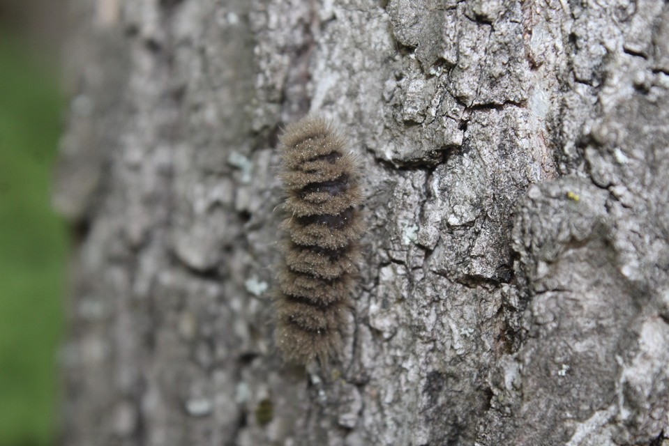 Amata phegea - fehérpettyes álcsüngőlepke