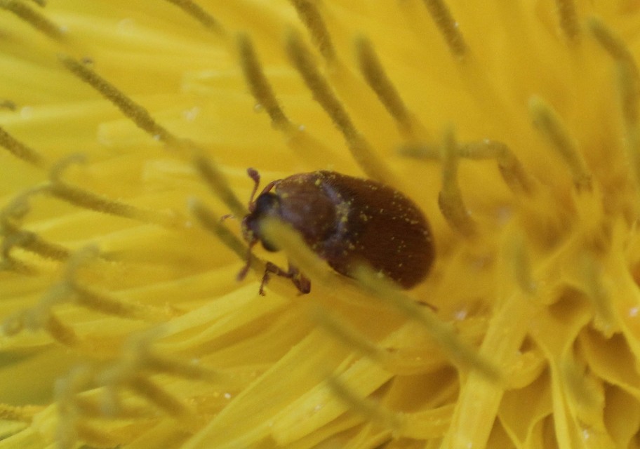 Byturus ochraceus - gyömbérgyökérbogár