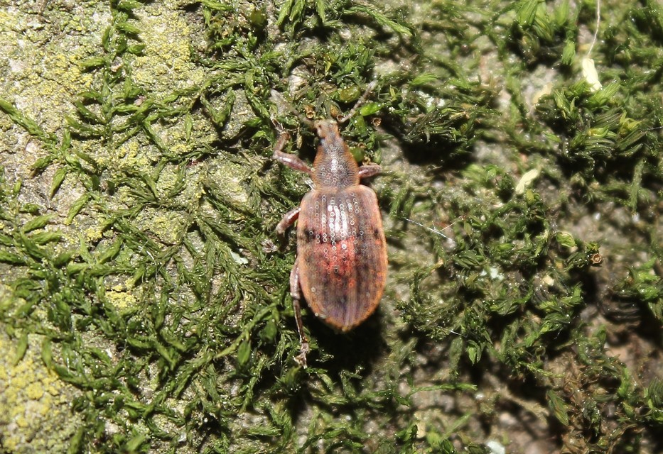Polydrusus mollis - termetes lombormányos
