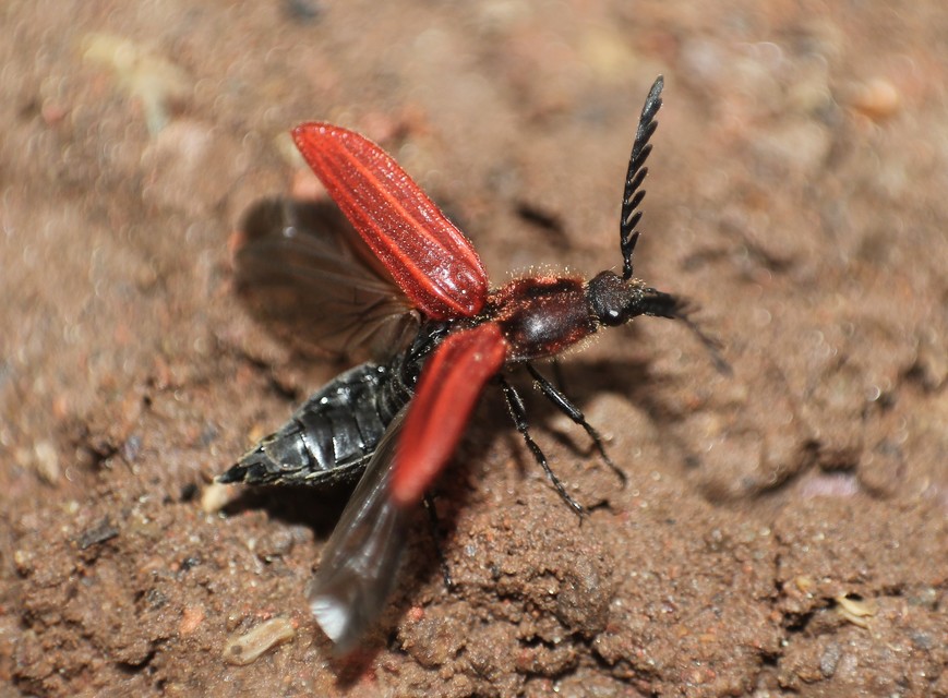Anostirus purpureus - tűzvörös pattanó