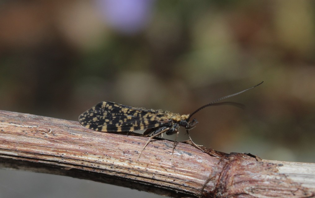 Phryganeidae