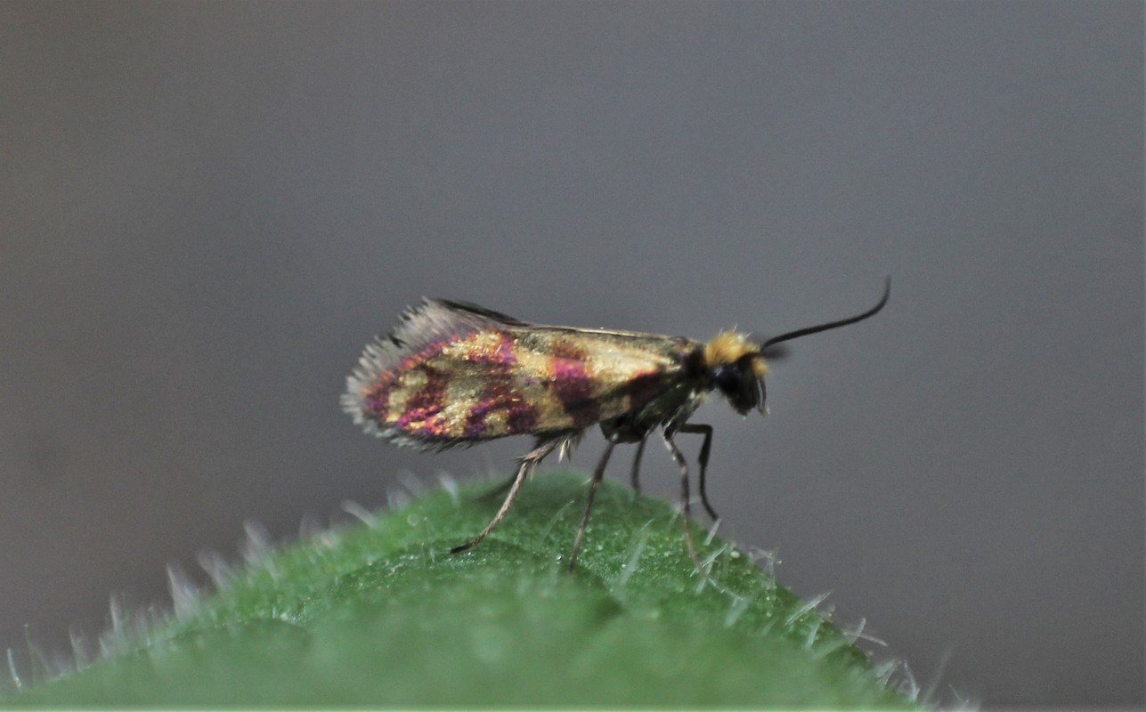 Micropterix tunbergella - vöröses ősmoly