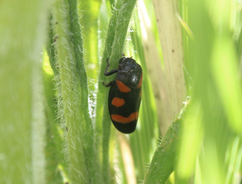 Cercopis arcuata/sanguinolenta