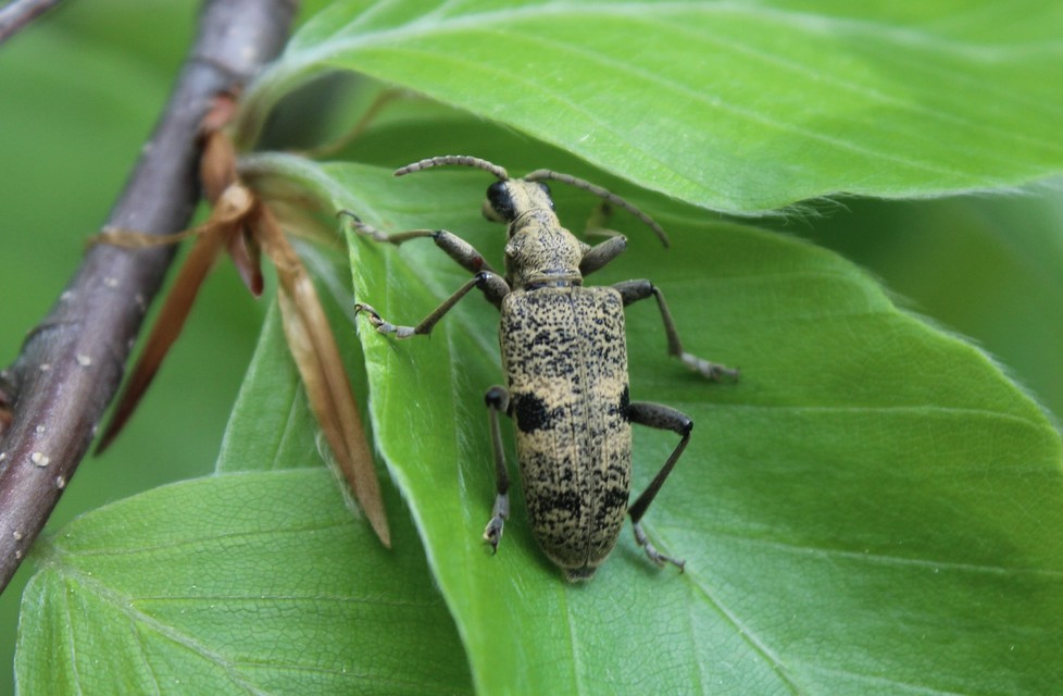 Rhagium mordax - cser-tövisescincér