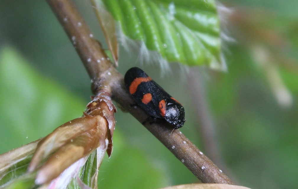 Cercopis