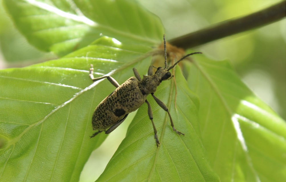Rhagium mordax - cser-tövisescincér