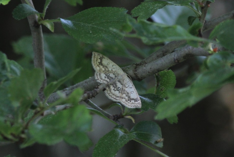 Cyclophora annularia - gyűrűs pettyesaraszoló