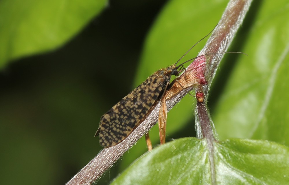 Phryganeidae