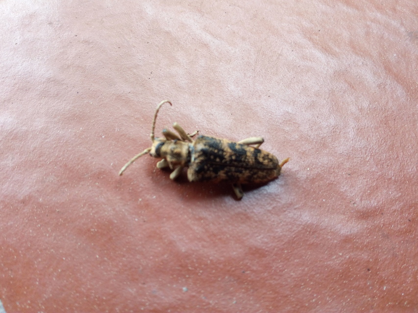 Rhagium sycophanta - tölgyes-tövisescincér