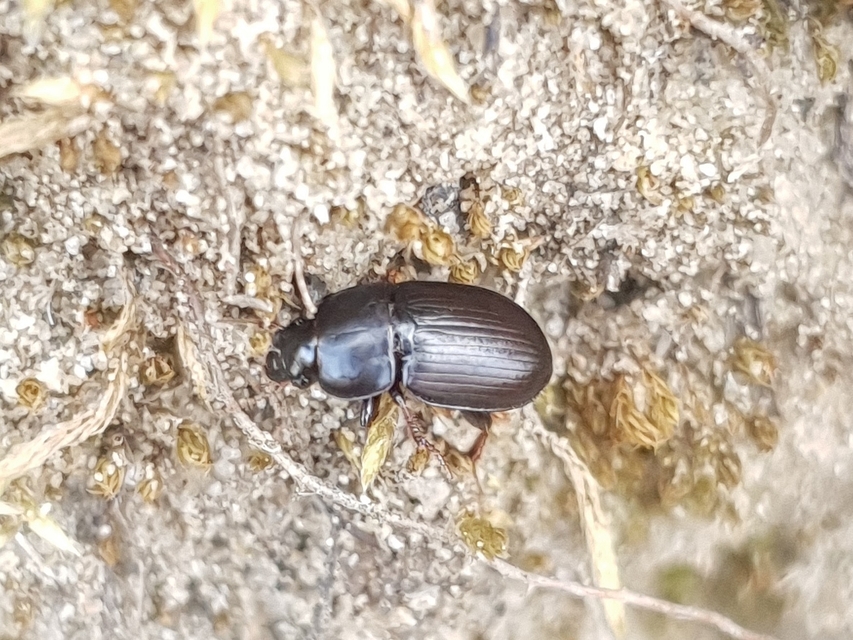 Harpalus picipennis - apró lomhafutó