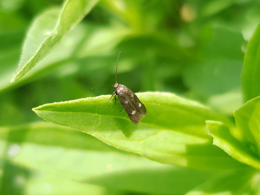 Parascythris muelleri - kétpettyes zöldmoly