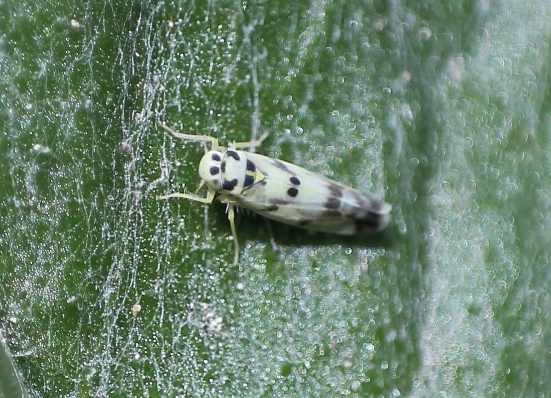 Eupteryx atropunctata