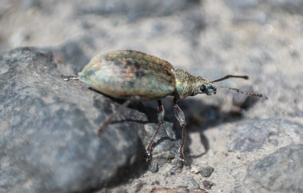 Phyllobius pyri - gyümölcsfa-levélormányos
