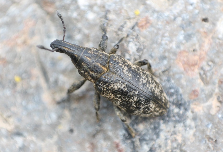 Cleonis pigra - közönséges bogáncsbarkó