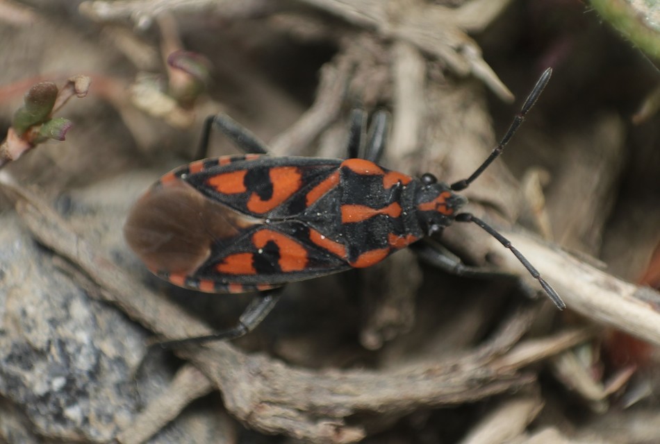 Spilostethus saxatilis - virágbodobács