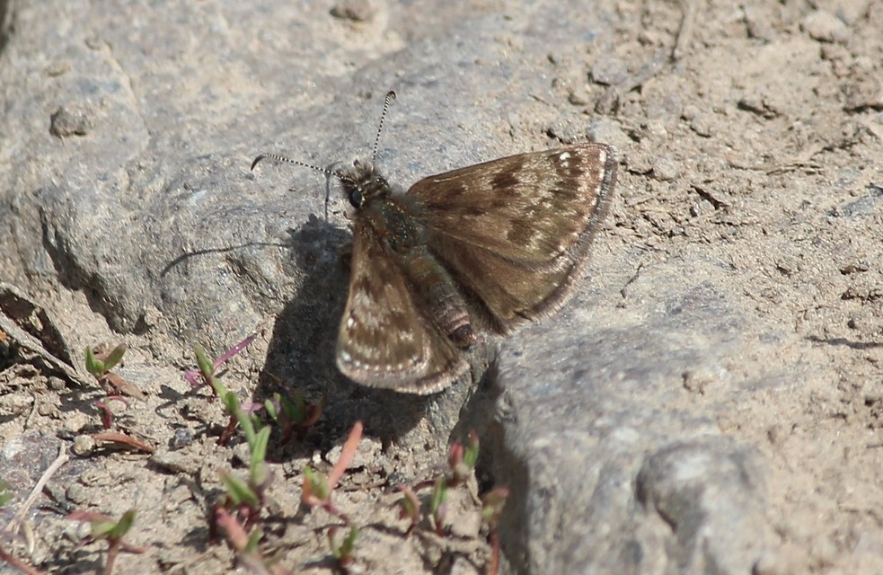Erynnis tages - cigánylepke
