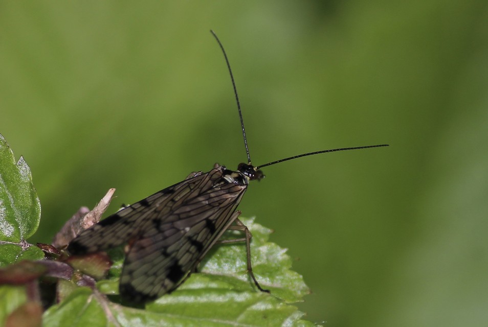 Panorpa hybrida