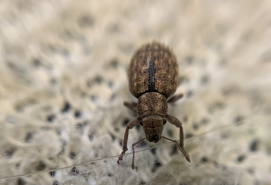 Strophosoma melanogrammum - feketejegyes ormányos