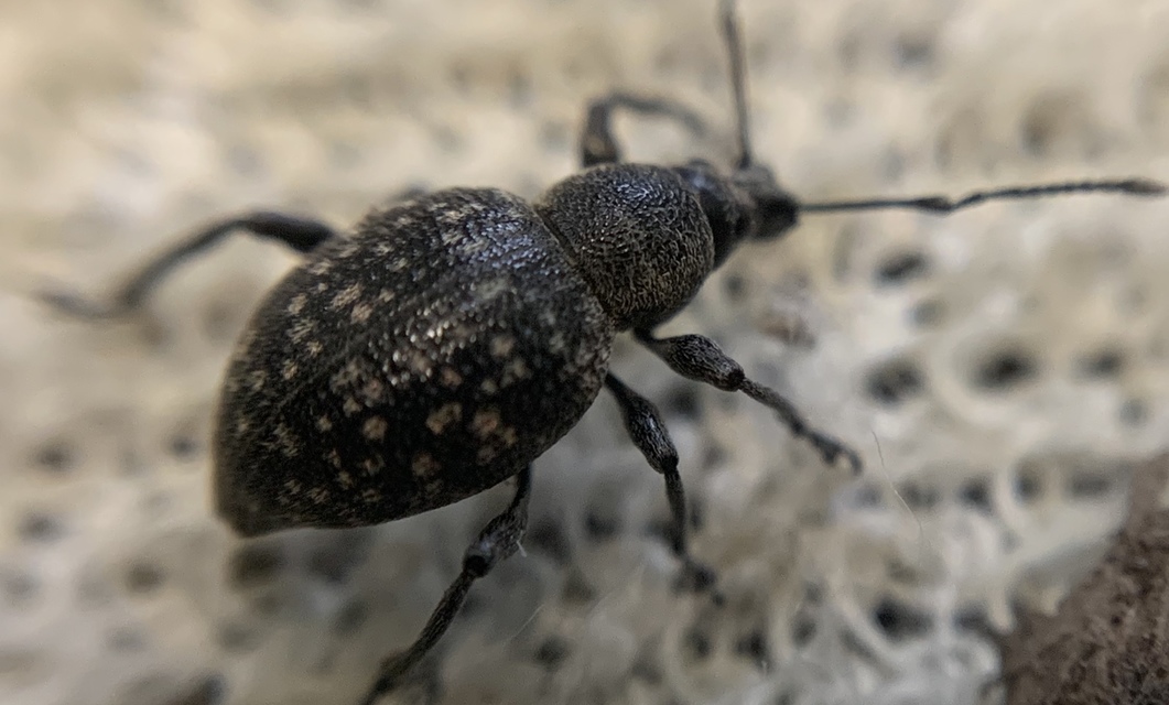 Otiorhynchus multipunctatus - sokpontos gyalogormányos