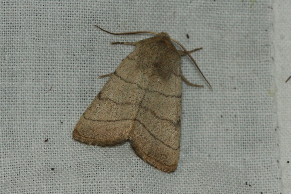 Charanyca trigrammica - háromsávos lombbagoly