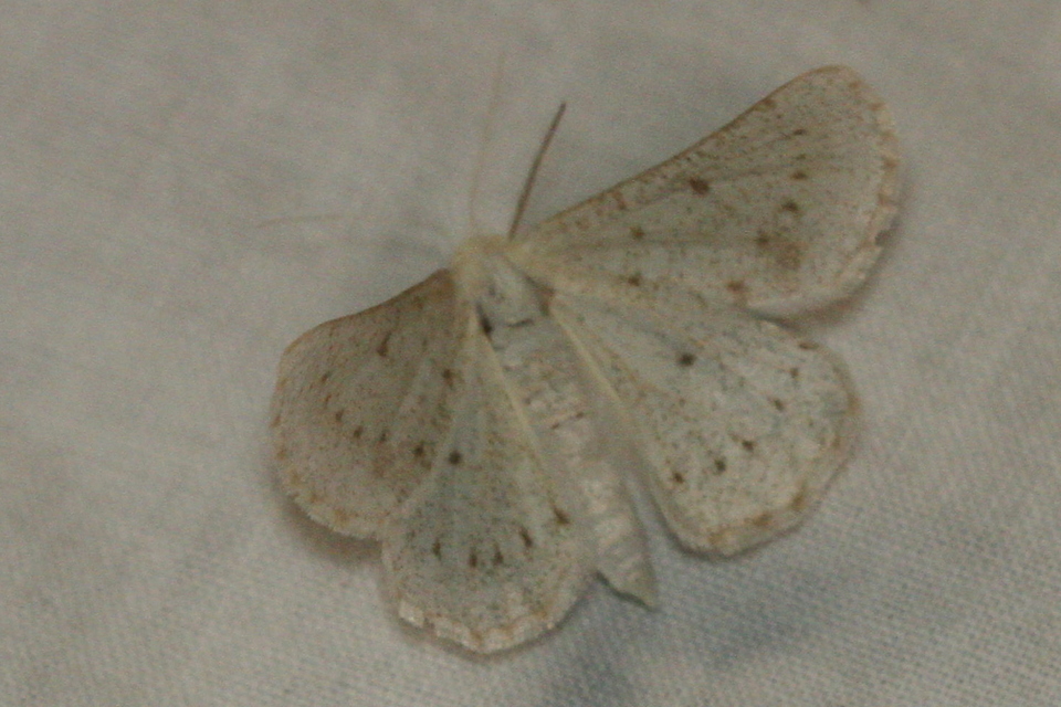 Dyscia conspersaria - sziklaüröm-araszoló