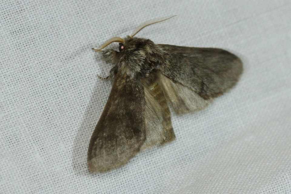 Drymonia dodonea - bélyeges púposszövő