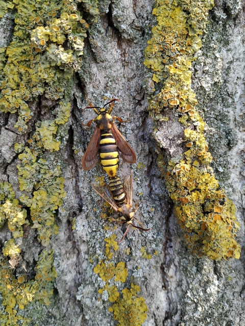 Sesia apiformis - darázslepke